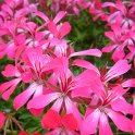 Pelargonium peltatum 'Desrumeaux rose'